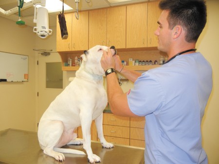 Dr. Eric Mueller, an associate veterinarian at Dunwoody Animal Hospital, demonstrates how he gives his dog “Bubba” a pill.